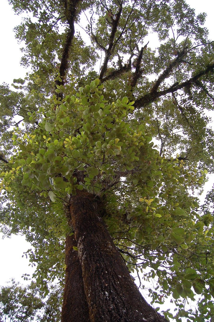 Quercus candicans